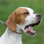 Pointer