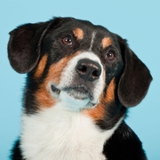 Portret