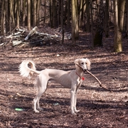 Saluki w lesie
