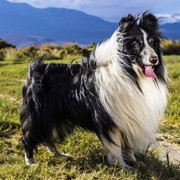 SHELTIE