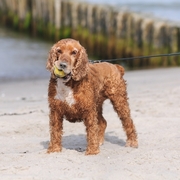 Spaniel z piłką