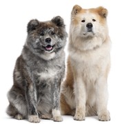 Akita
