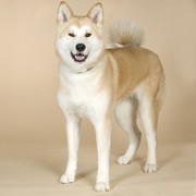 Akita