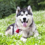 Alaskan malamute