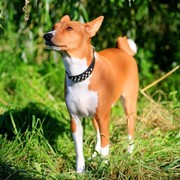 Basenji