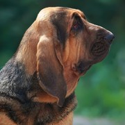 Bloodhound