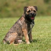Border Terrier