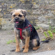 Border Terrier