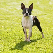 Boston terrier