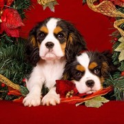 Cavaliery