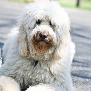 Goldendoodle