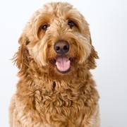 Goldendoodle