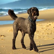 Labradoodle na plaży