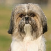 Mordka Shih Tzu