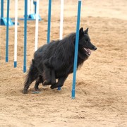 Owczarek belgijski Groenendael