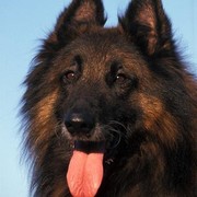 Owczarek belgijski Tervueren