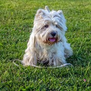 Pies West terrier