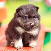 Pomeranian