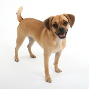 Puggle