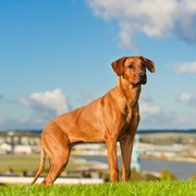 Rhodesian ridgeback