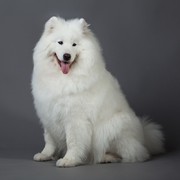 Samoyed