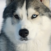 Siberian husky