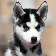 Siberian husky