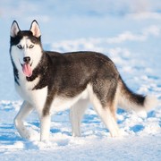 Siberian husky