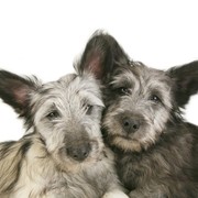 Skye terrier