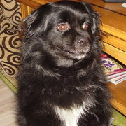 Smyczek