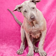 Thai ridgeback