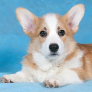 Welsh corgi cardigan