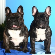 Buldogi francuskie