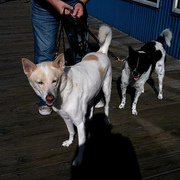 Canaan dog