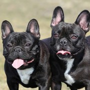 Dwa Buldogi francuskie
