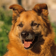 Finnish Spitz