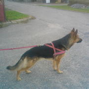 Postawa Czakiego...???