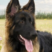 Szczeniak Owczarka