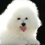 Bichon Frise