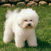Bichon