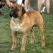 Bullmastiff
