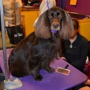 Field spaniel