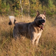 Łajka wschodniosyberyjska