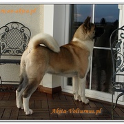 LAMIA Volturnus - Akita Amerykańska