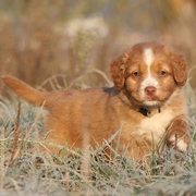 Retriever z Nowej Szkocji