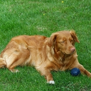 Retriever z piłką