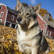 Vallhund