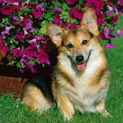 Welsh Corgi Pembroke
