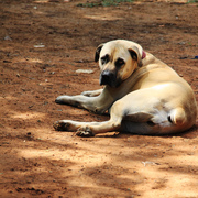 Boerboel