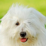 Coton